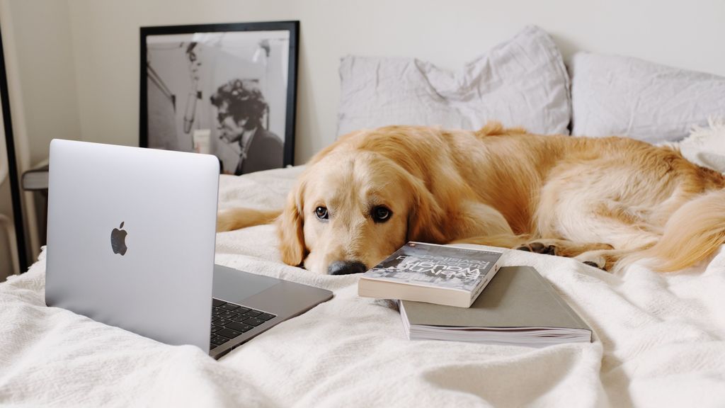 Gagdets que harán más fácil la vida a tu mascota