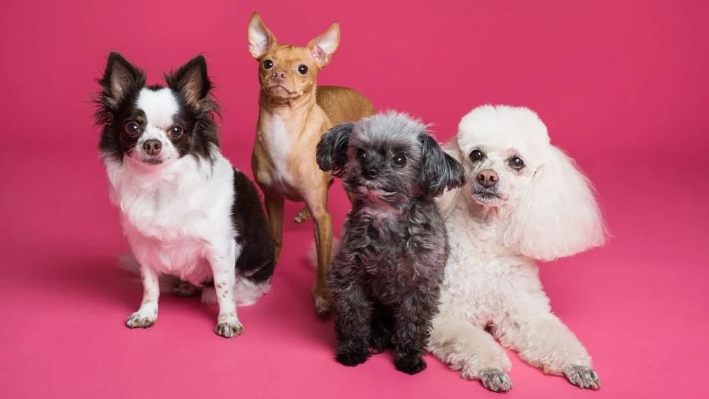 Llega a Madrid World Dog Show, la mayor exposición de razas caninas del mundo
