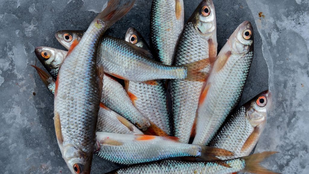Cuáles son los pescados con más posibilidades de contener anisakis