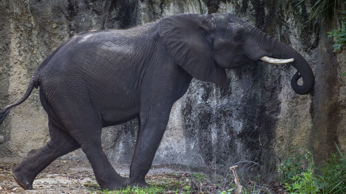Un elefante mata a una mujer y luego embiste contra su cadáver durante el funeral en India