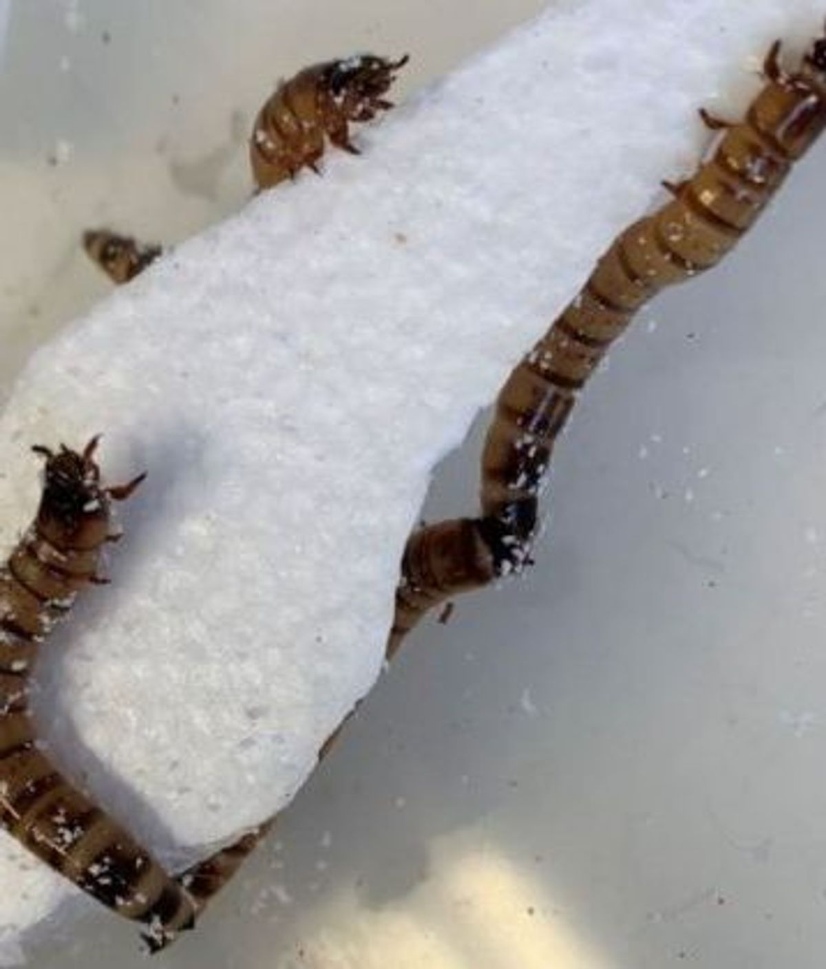 Descubren enormes gusanos capaces de masticar desechos plásticos