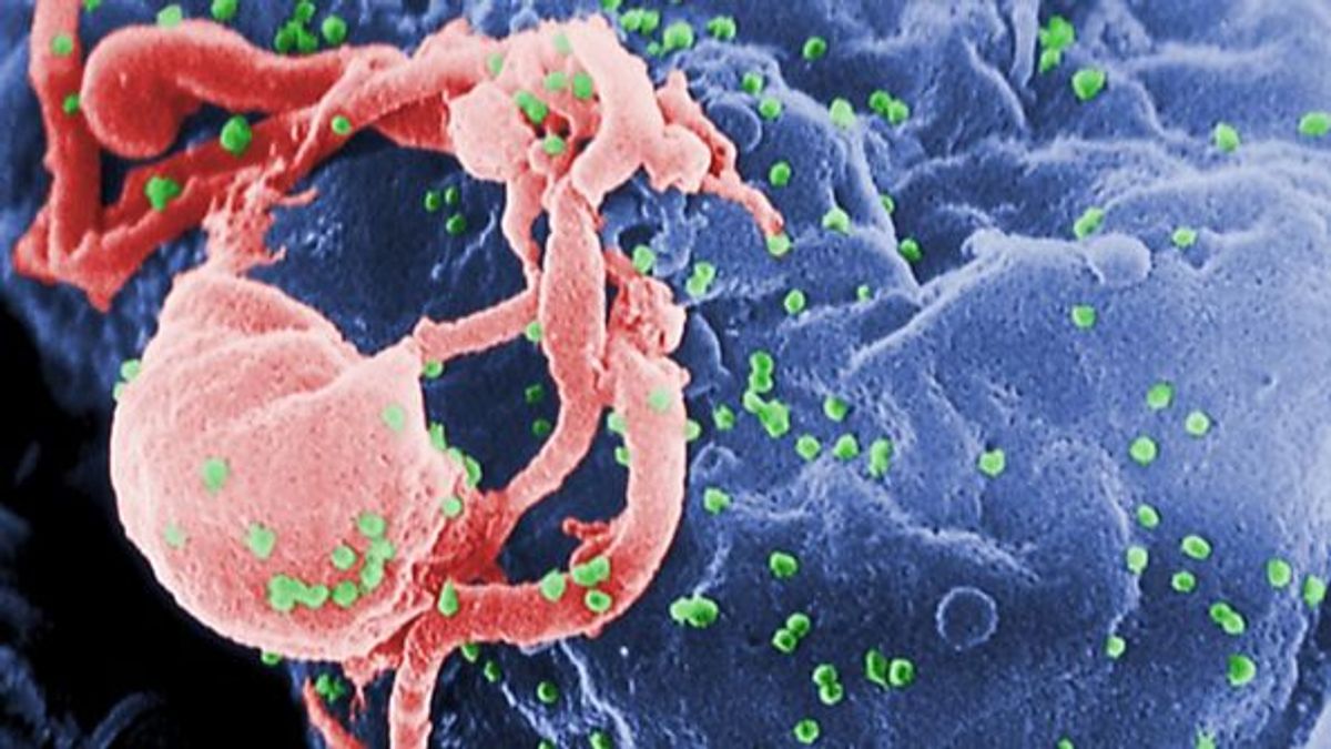 La reprogramación de los glóbulos blanco acerca una cura definitiva para el sida