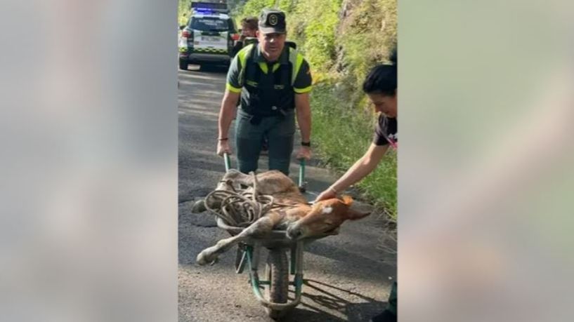 Un agente de la Guardia Civil lleva a 'Benemérito' en una carretilla