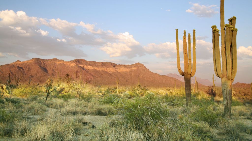 Desierto de Sonora, en la frontera entre Estados Unidos y México
