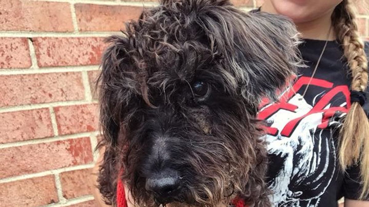 Oreo, un perro de 10 años, fue abandonado con una triste nota en su collar