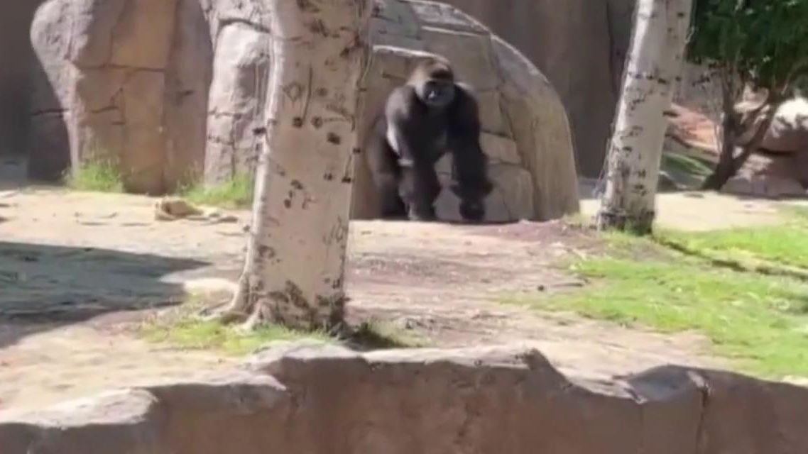 Tensión en un zoo: un perro callejero se cuela en el recinto de los gorilas y tiene que ser rescatado