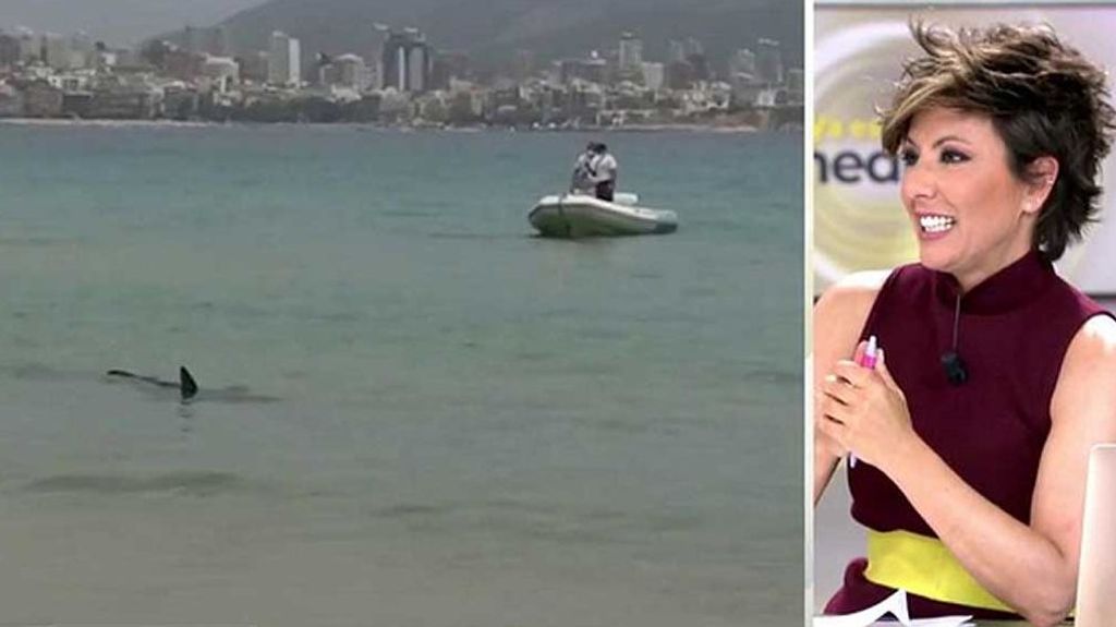 Terror en Valencia: un bañista avista un tiburón de dos metros muy cerca de la orilla