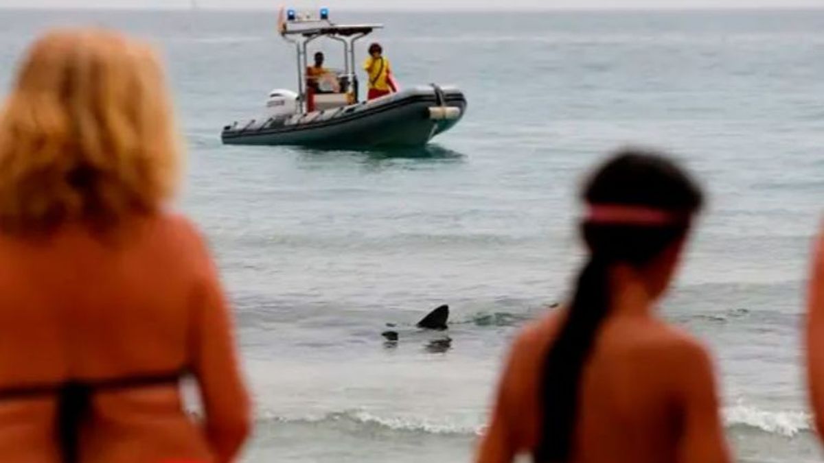 Un tiburón provoca la alarma en la playa de El Perellonet