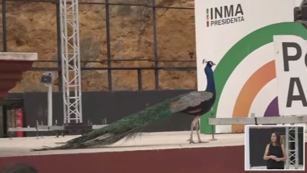 Un pavo real se cuela en el mitin de Por Andalucía