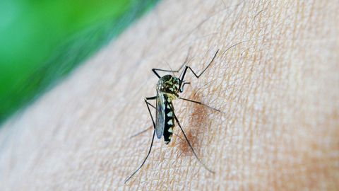 ideología líquido romántico Cómo evitar que los mosquitos entren a tu casa durante el verano - Uppers
