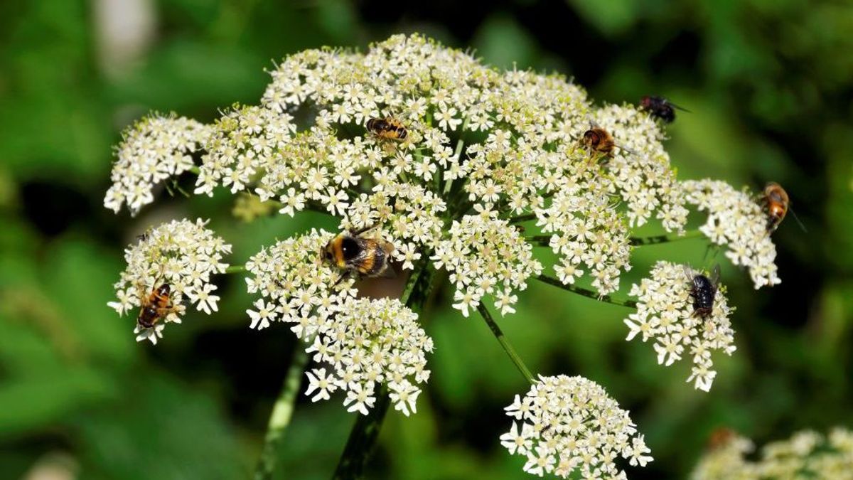 Una niña de 4 años, hospitalizada con ampollas y quemaduras de segundo grado por tocar una planta tóxica Una niña de 4 años, hospitalizada con ampollas y quemaduras de segundo grado por tocar una planta tóxica