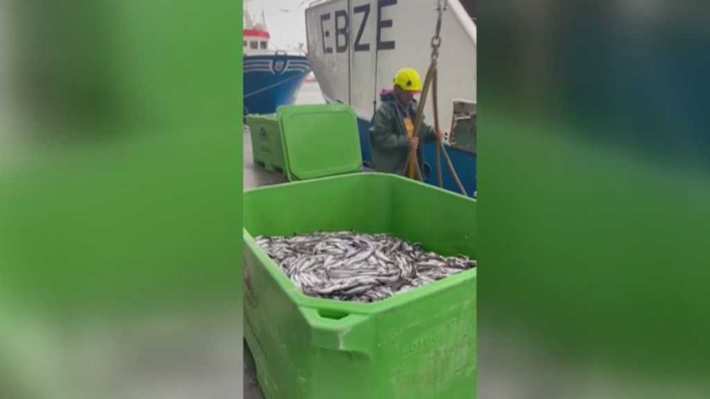 Más de 30 toneladas de pescado a la basura en Ribeira por el boicot de Argelia a España