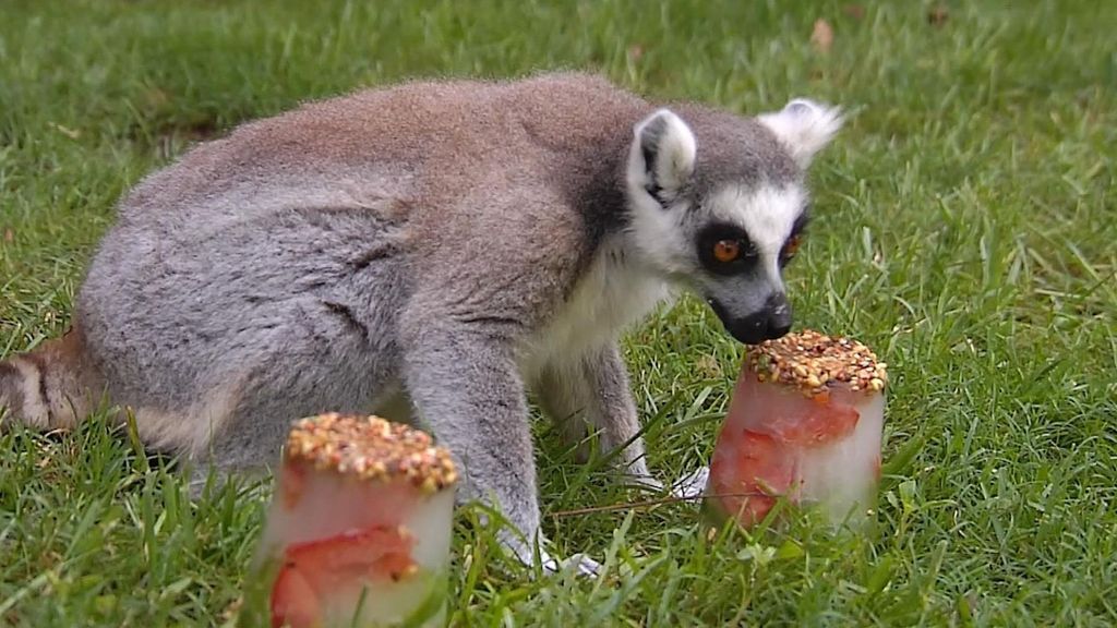 Helados para los animales de Bioparc Valencia en plena ola de calor