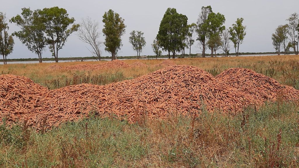 Zanahorias aradas en Lebrija