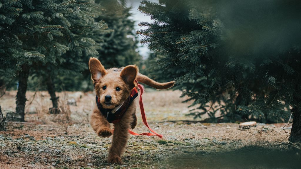 ¿Cuánto es la multa por no recoger las heces de mi perro en la vía pública?