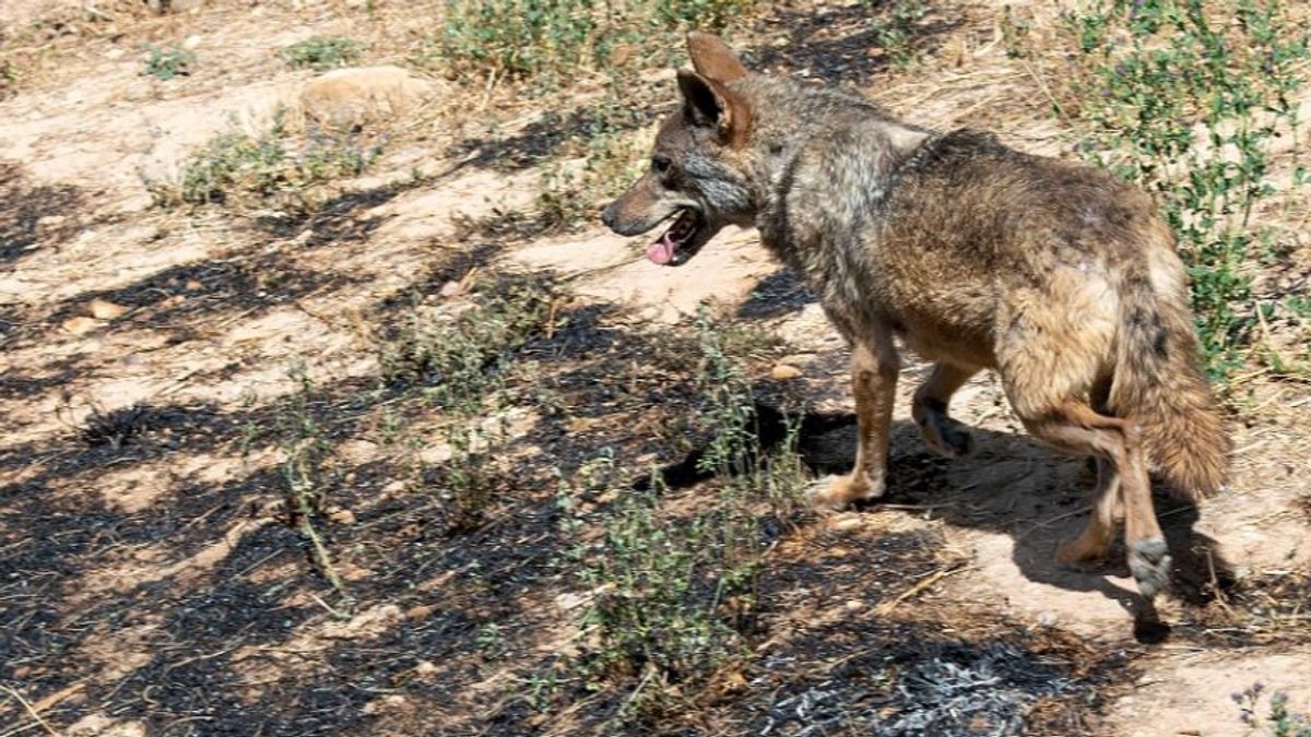 Lobo en Sendaviva Lobo en Sendaviva