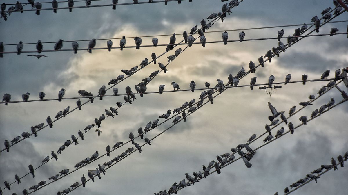 Pájaros en un tendido eléctrico Pájaros en un tendido eléctrico