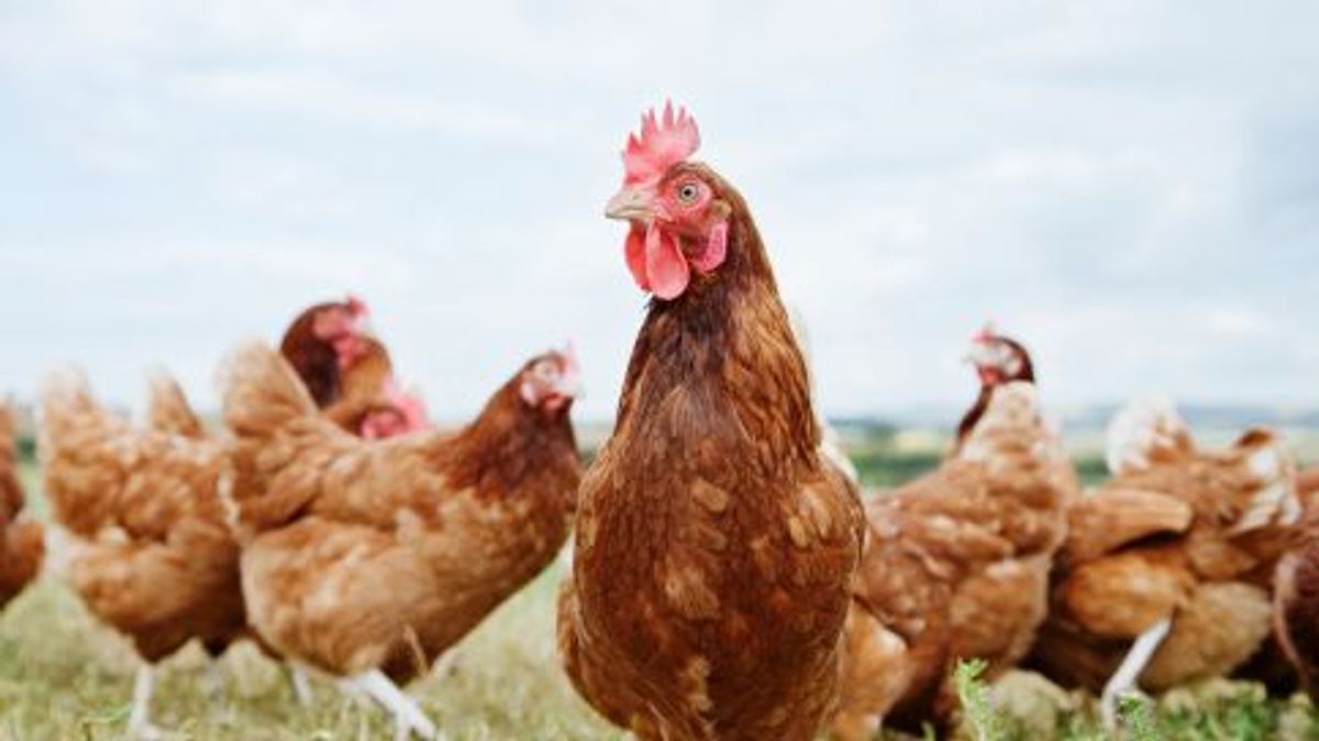 20220621 SOC POLLO 20220621 SOC POLLO