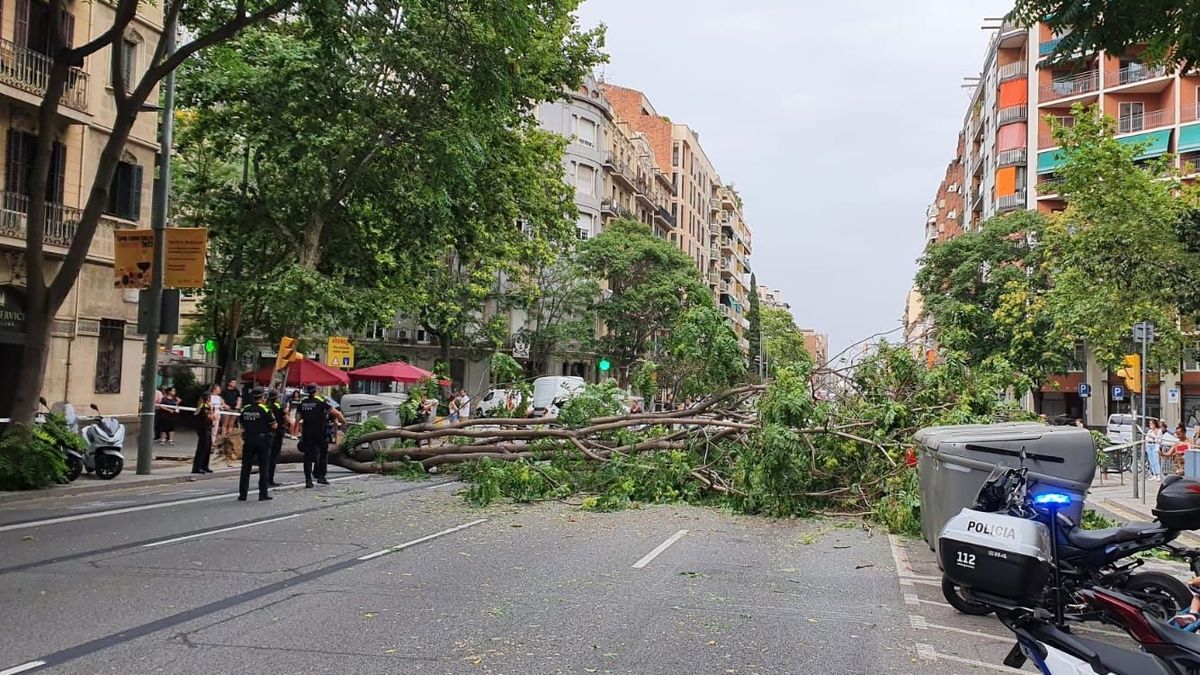 ARBOL BARCELONA ARBOL BARCELONA