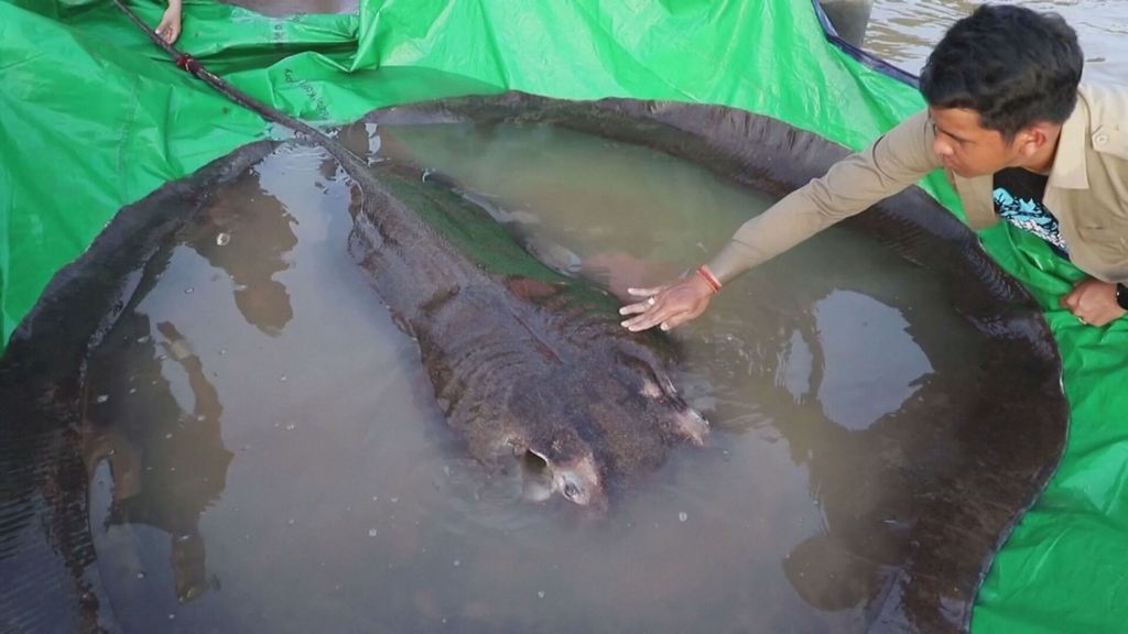 El “pez de agua dulce más grande del mundo”, una raya gigante de Camboya (Junio 2022)