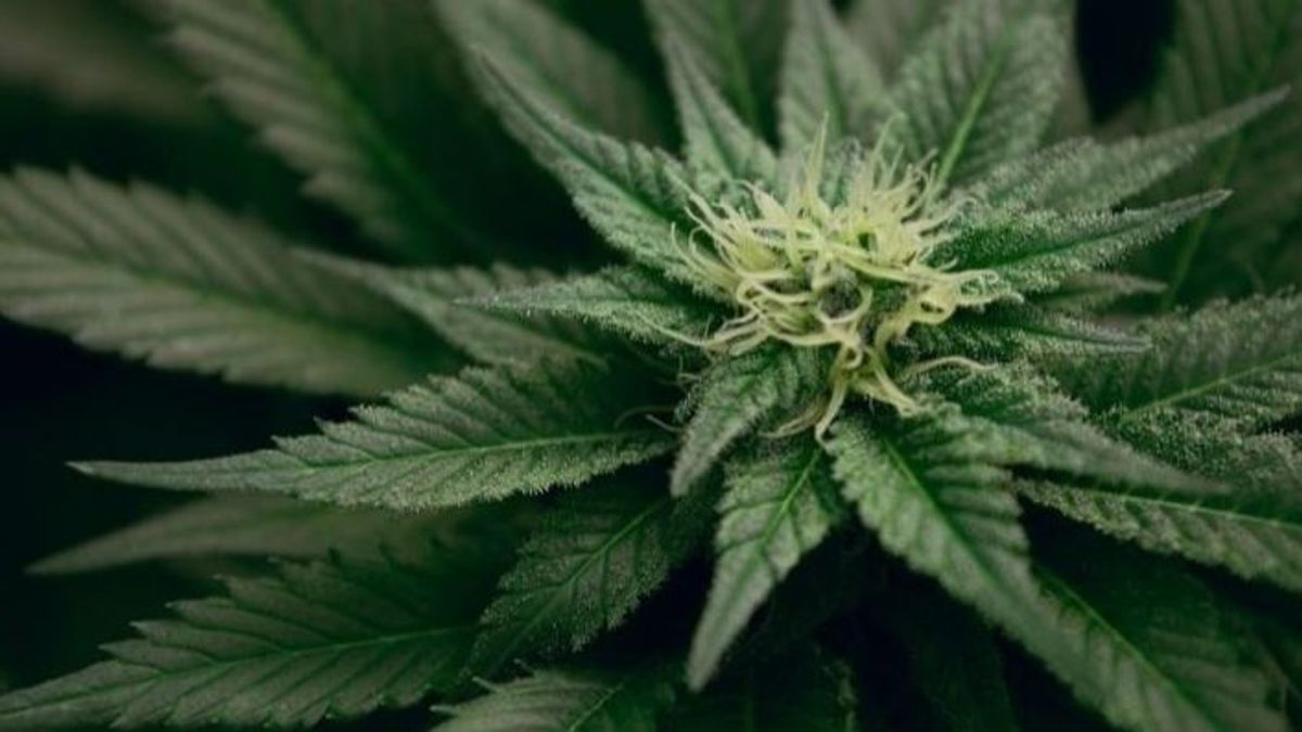 Imagen de archivo de planta de cannabis Imagen de archivo de planta de cannabis