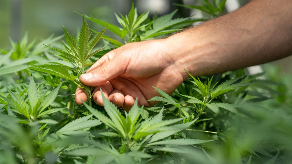 La marihuana terapeutica, cada vez más cerca de aprobarse