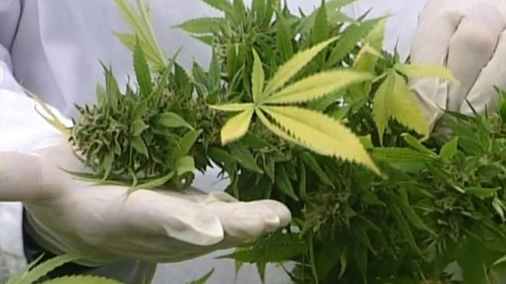 La subcomisión sobre cannabis medicinal del Congreso aprueba su uso frente al dolor en algunas enfermedades
