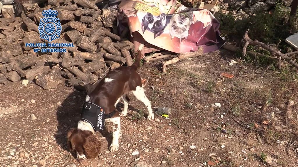 Perro policía buscando droga en el operativo