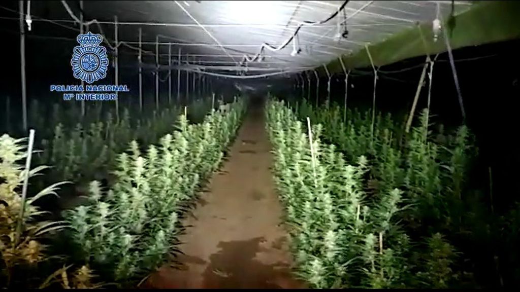 Caen dos clanes dedicados al tráfico de drogas con 22 detenidos, cinco en Andalucía