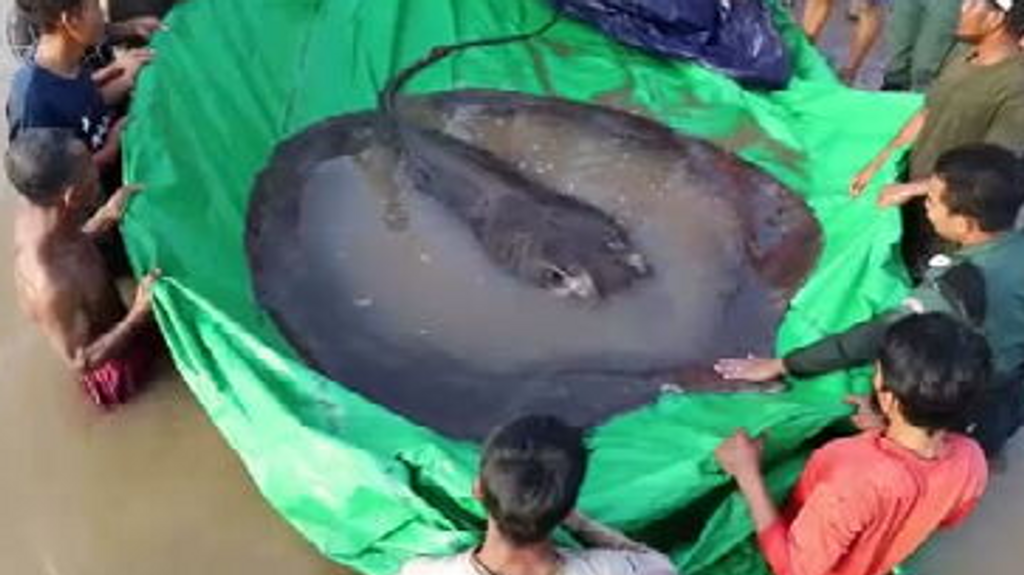 Manta raya gigante