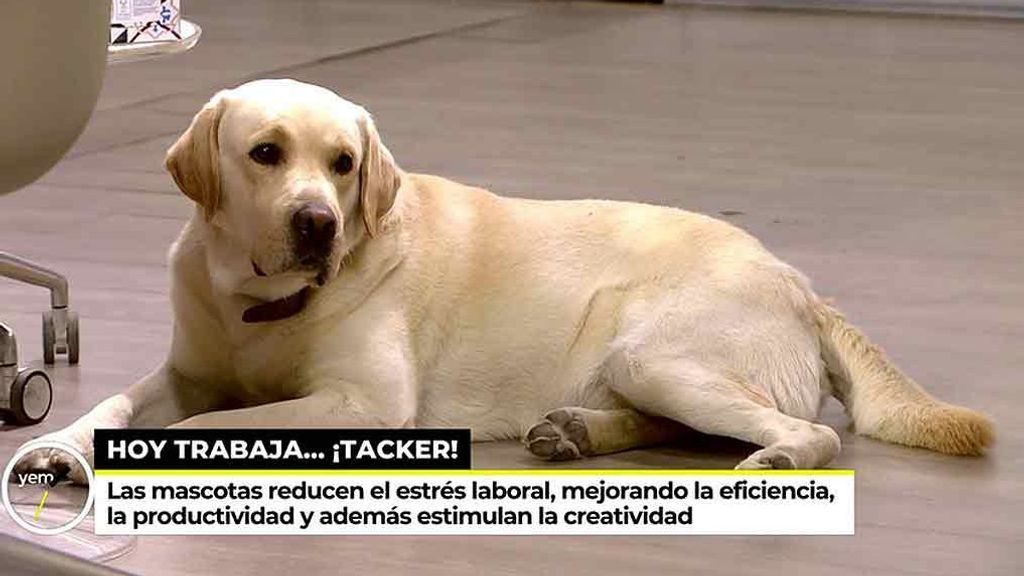 Tacker, el perro de Sonsoles Ónega