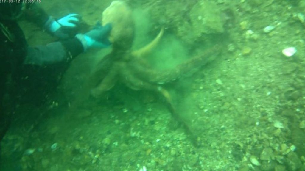 Detienen en la ría de Ferrol a furtivos que utilizaban lejía para capturar pulpos
