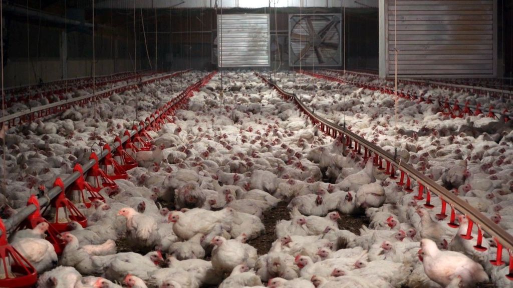 ¿Hay que congelar pollo por un posible desabastecimiento?: "No lo habrá, pero la situación del sector es alarmante"