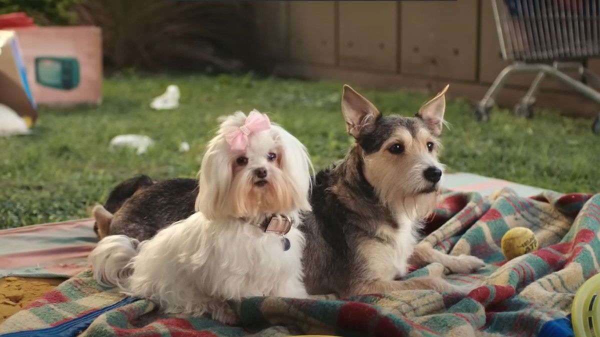 Los perros protagonistas del último videoclip de Sebastián Yatra