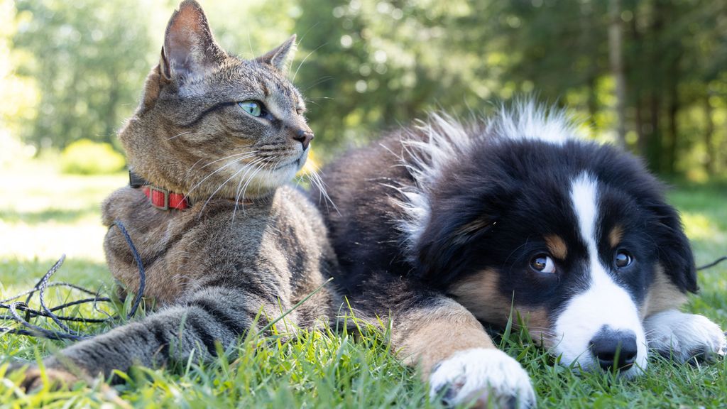Consejos para proteger a tu mascota ante la pirotecnia
