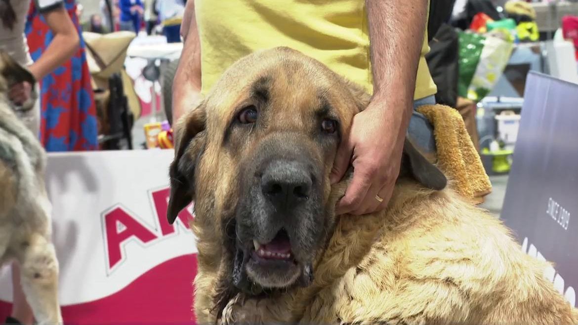 Madrid se convierte en la capital mundial de los perros de raza: Ifema acoge la 'World Dog Show'