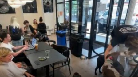Abre en Nueva York un establecimiento de café para perros y sus dueños