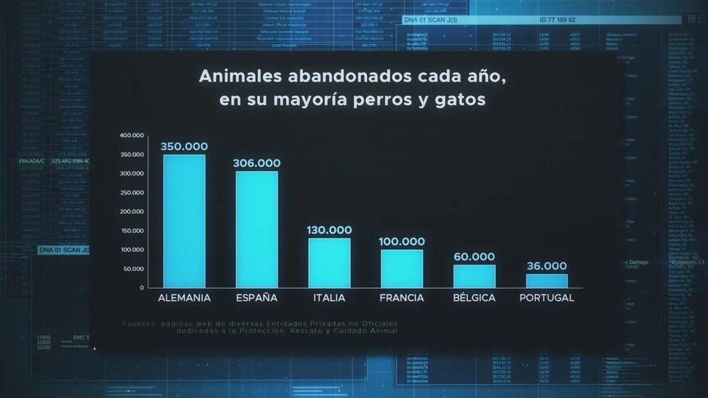 En España se abandonan 1.000 mascotas al día