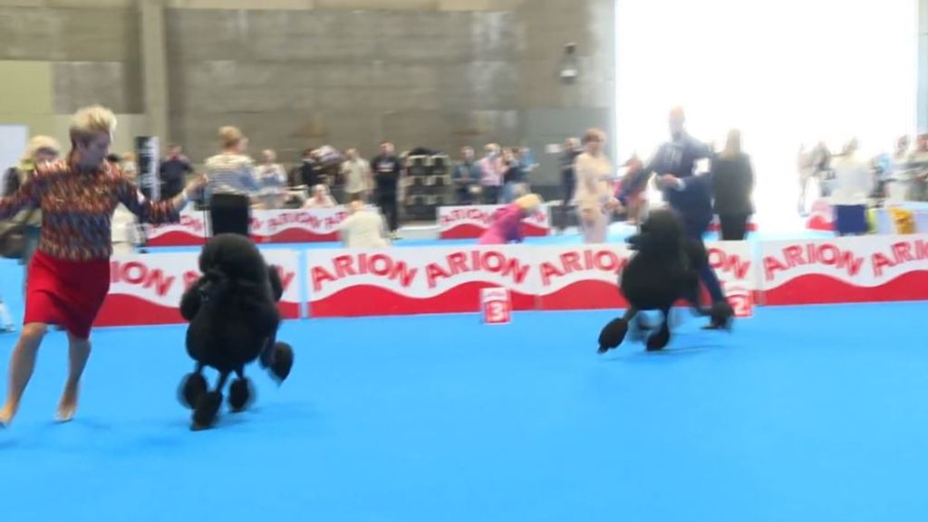 Madrid alberga World Dog Show, la exposición de razas caninas más importante a nivel mundial