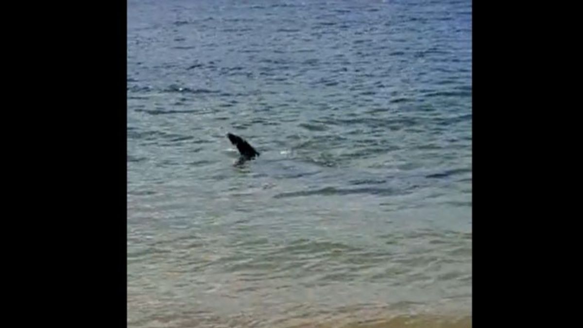 Un tiburón obliga a cerrar el baño en las playas de Bastiagueiro y Espiñeiro, en A Coruña