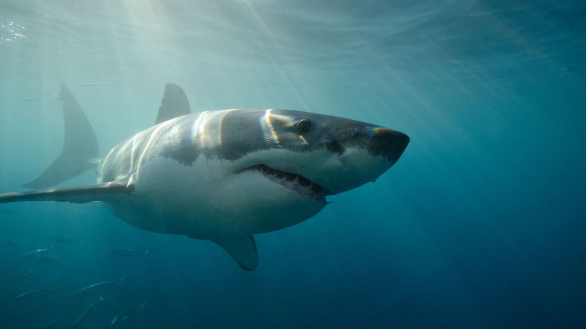 Evacuada una playa de L'Hospitalet de l'Infant por la presencia de tiburones