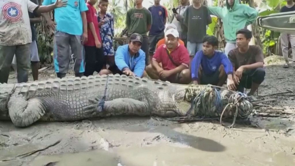 Atrapa a un cocodrilo de cuatro metros y medio con una simple cuerda para proteger su aldea en Indonesia