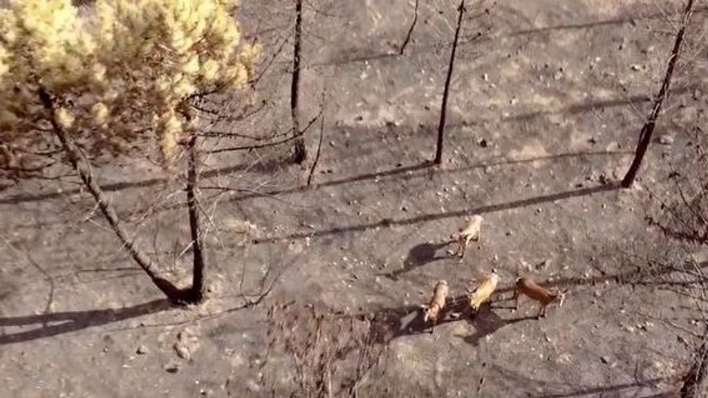 Un grupo de ciervos sobrevive con la comida de los vecinos tras el incendio en la sierra de la Culebra