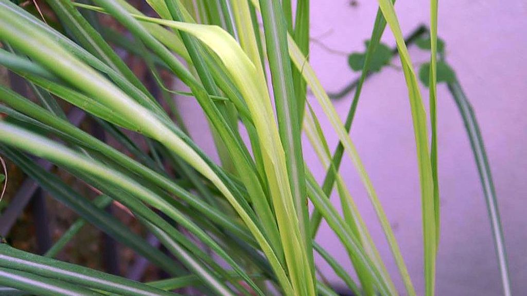 Citronela
