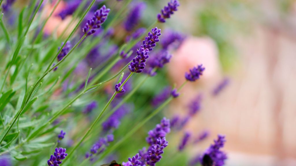 Lavanda.