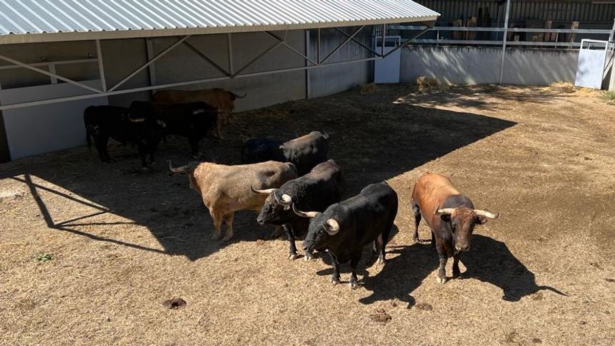 Los toros de Joaquín Núñez, en el corral. Los toros de Joaquín Núñez, en el corral.