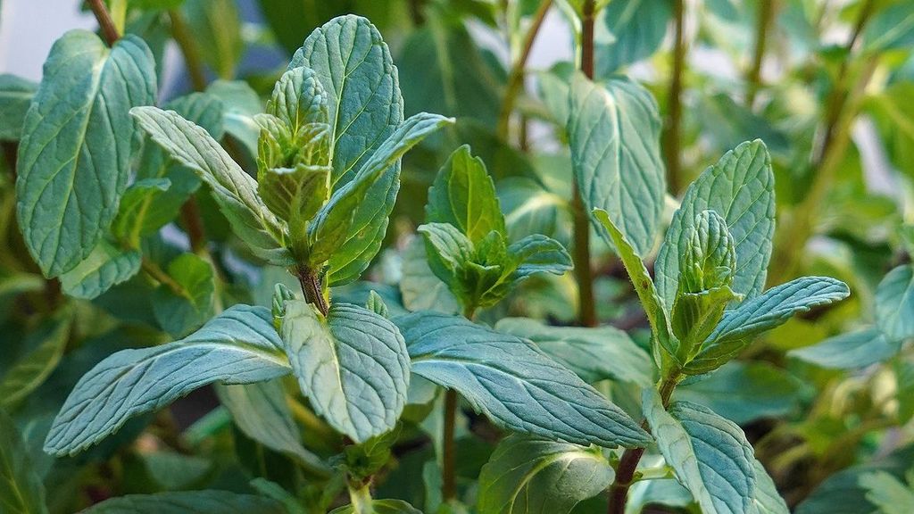 Menta