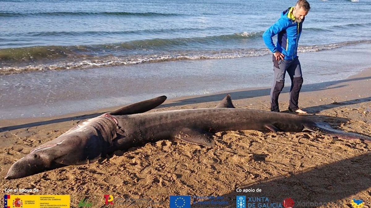 El tiburón peregrino, varado en una playa de Oleiros. El tiburón peregrino, varado en una playa de Oleiros.