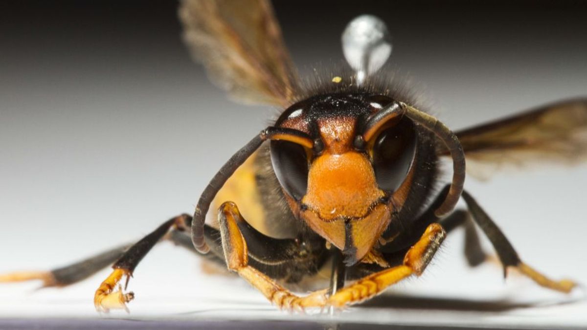 Imagen de una avispa velutina. Imagen de una avispa velutina.
