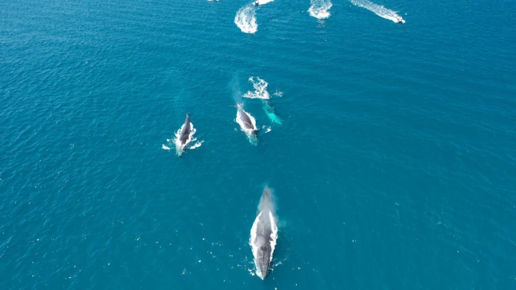 ONGs denuncian el acoso de las embarcaciones a las ballenas en las costas de Dénia y Xàbia